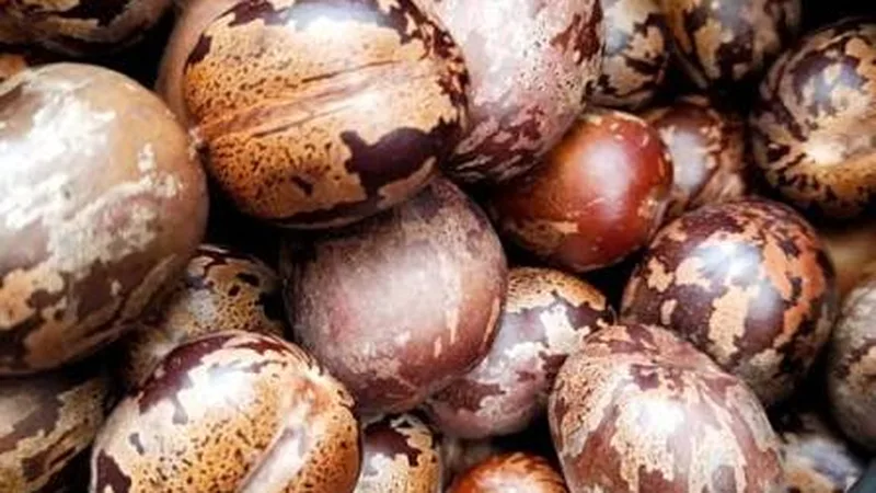 Rubber Seeds